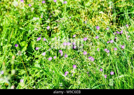 Un patch de rose géranium sanguin Geranium sanguineum fleurs en croissance dans les hautes herbes autour du bord du petit parc de jeu Banque D'Images