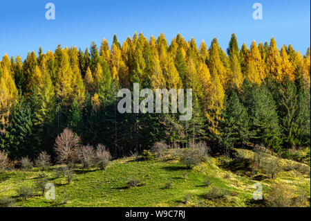 Forêt d'Europe (Larix decidua) en haut de la colline dans de magnifiques couleurs automnales. Banque D'Images