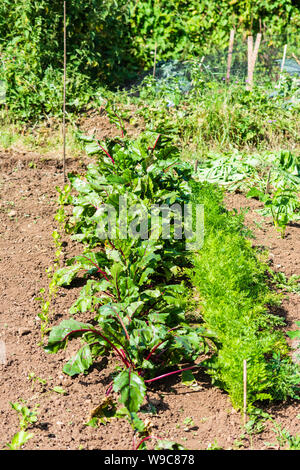 Un allotissement terrain avec une rangée de carottes à côté de plus en plus d'une rangée de plants de betterave à la fin d'après-midi Banque D'Images