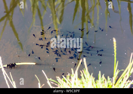 Un regroupement de têtards de la grenouille rousse Rana temporaria près de la surface d'un étang à l'eau claire, y compris deux jambes commence à se développer Banque D'Images