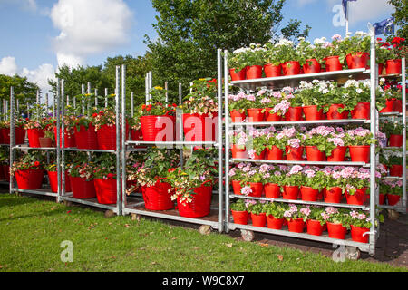 Vente en gros Potted Garden Center plantes, arbustes et fleurs sur chariot; industrie horticole, serres maille usine de fils pépinière chariot danois exposition de fleurs chariots néerlandais plein de plantes à fleurs pour Southport Flower Show, 2019 Banque D'Images