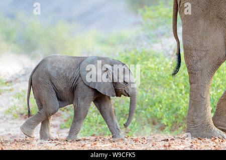 L'éléphant africain (Loxodonta africana), du désert-adapté, veau éléphant marchant derrière mère dans la rivière à sec, Hoanib désert, Kaokoland, la Namibie. Banque D'Images