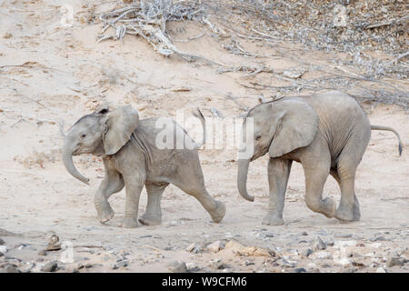 Deux African Elephant (Loxodonta africana), Désert minuscule-adapté éléphanteaux, jouer et courir ensemble, Hoanib désert, Kaokoland, la Namibie. Banque D'Images