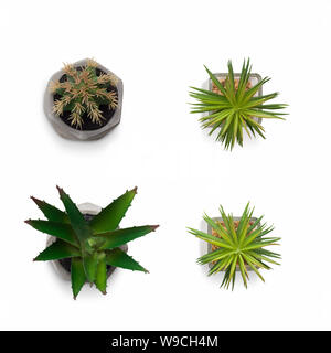 Cactus artificiels plantes en pots isolated on white Banque D'Images