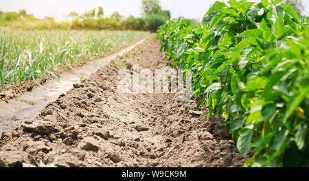 Plantation de jeunes poireaux et poivrons sur une ferme sur une journée ensoleillée. Accroître les légumes organiques. Produits respectueux de l'environnement. Les terres de l'agriculture et l'agro-industrie. Banque D'Images