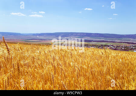 Champ de blé en Crimée. Paysage d'été magnifique. Focus sélectif. Banque D'Images