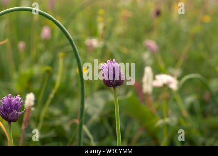 Mi-fleur de ciboulette oignon sauvage close-up sur fond d'herbe floue Banque D'Images