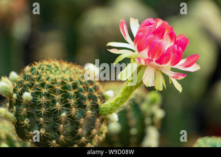 Une fleur rouge de cactus (Lobivia). Un cactus de floraison dans le jardin. Banque D'Images