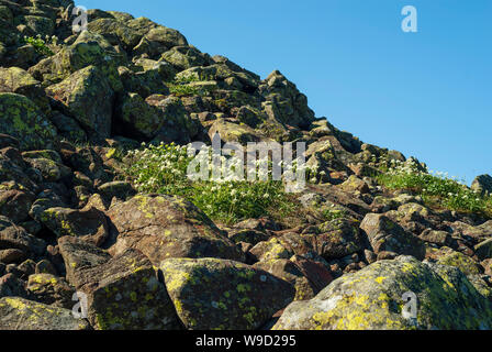 Fragment d'un éboulis de pierre sur un versant de montagne avec la floraison de la végétation alpine et ciel bleu Banque D'Images