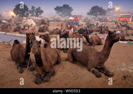 Mela sol avec des chameaux à l'Camel Pushkar Fair, le Rajasthan. La foire est la plus grande foire de chameaux en Inde. Banque D'Images