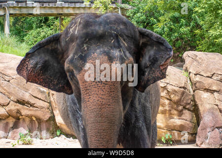Tampa Bay, en Floride. 08 août. 2019. Dans l'éléphant de Nice zone safari à Busch Garden Banque D'Images