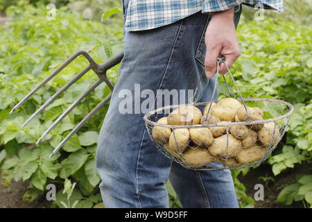 Solanum tuberosum. Les premières pommes de terre « Lady Christl » fraîchement creusées dans un panier en fil métallique, sont transportées par un jardinier mâle - Derbyshire, Royaume-Uni Banque D'Images