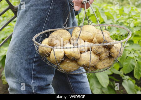 Solanum tuberosum. Les premières pommes de terre « Lady Christl » fraîchement creusées dans un panier en fil métallique, sont transportées par un jardinier mâle - Derbyshire, Royaume-Uni Banque D'Images