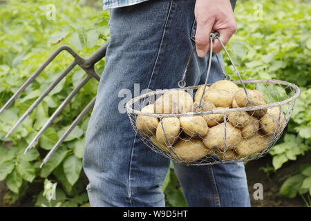 Solanum tuberosum. Les premières pommes de terre « Lady Christl » fraîchement creusées dans un panier en fil métallique, sont transportées par un jardinier mâle - Derbyshire, Royaume-Uni Banque D'Images