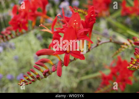 Crocosmia 'Lucifer' montbestia contre la floraison de lavande pourpre dans un jardin en juillet. ROYAUME-UNI Banque D'Images