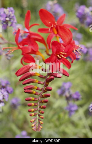 Crocosmia 'Lucifer' montbestia contre la floraison de lavande pourpre dans un jardin en juillet. ROYAUME-UNI Banque D'Images