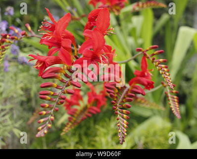 Crocosmia 'Lucifer' montbestia contre la floraison de lavande pourpre dans un jardin en juillet. ROYAUME-UNI Banque D'Images