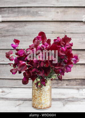 Lathyrus odoratus « Black Knight » pois sucrés exposés dans des boîtes de nourriture recyclées Banque D'Images