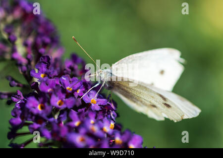 Close-up of large white (chou papillon, Pieridae - Pieris brassicae) sur les petites fleurs violettes de l'été (lilas, arbre aux papillons Buddleja dav Banque D'Images