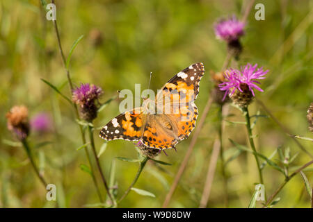 Une belle dame papillon, Vanessa cardui, sur une chaude journée à côté d'un chemin de campagne. Le painted lady butterfly est un migrant d'été au Royaume-Uni. Nord du Dorset Banque D'Images