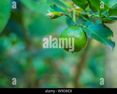 Un citron vert frais sur branch Banque D'Images