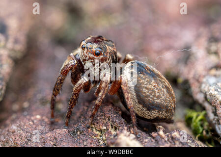 Femme euryattus Euryattus, Wallace, un wallacei brown thomisidae de Tropical North Queensland, Australie Banque D'Images