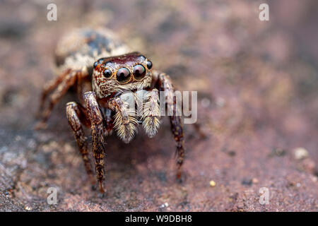 Femme euryattus Euryattus, Wallace, un wallacei brown thomisidae de Tropical North Queensland, Australie Banque D'Images