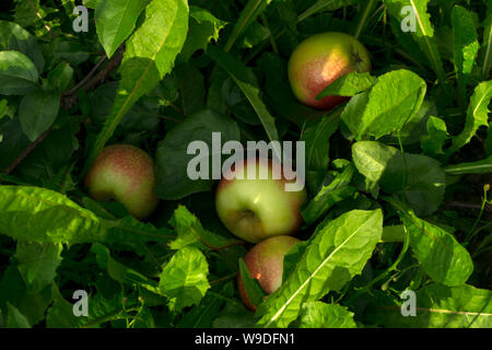 Tombée des pommes mûres se coucher dans l'herbe Banque D'Images