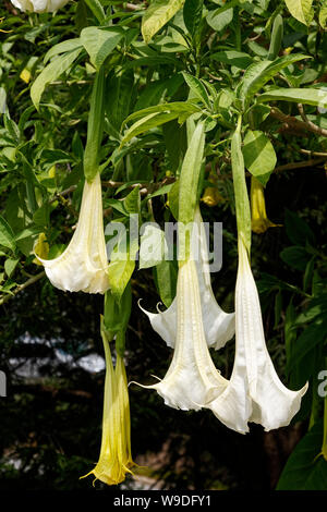 Trompette des anges, fleurs cultivées pendantes, blanc, pendaison, Brugmansia, hallucinogènes, Close-up, Longwood Gardens ; Kennett Square ; PA ; New York Banque D'Images