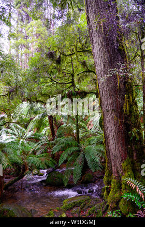 Stream en forêt avec des fougères, des arbres, des rochers avec de la mousse - Rainforest Gallery, Mt Donna Buang, Yarra Ranges, Warburton, Melbourne, Victoria, Australie Banque D'Images