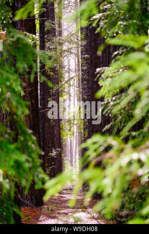 Redwood Forest, Warburton, Victoria Melbourne Australie Banque D'Images