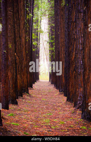 Redwood Forest, Warburton, Victoria Melbourne Australie Banque D'Images