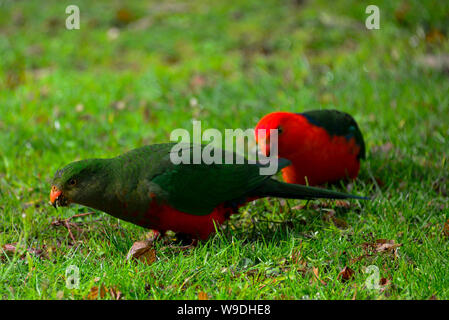 Les juvéniles et les adultes Australian King Parrot alimentation, Melbourne, Australie Banque D'Images