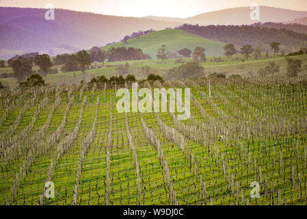 Yarra Valley Vineyard en hiver, Victoria Melbourne Australie Banque D'Images