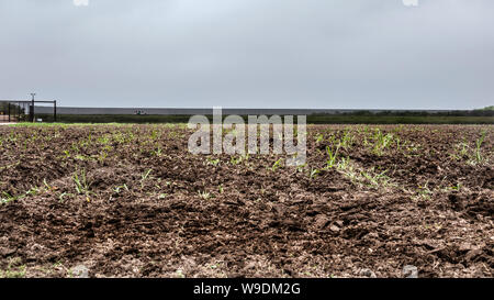 Un agent des douanes et de la protection des frontières des patrouilles de véhicules la frontière mur près de Brownsville, Texas Banque D'Images