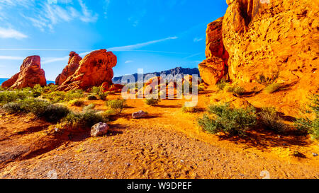 Le lever du soleil sur le rocher de grès rouge vif Aztec formation du groupe rock sept Sœurs dans le parc national de la Vallée de Feu au Nevada, USA Banque D'Images