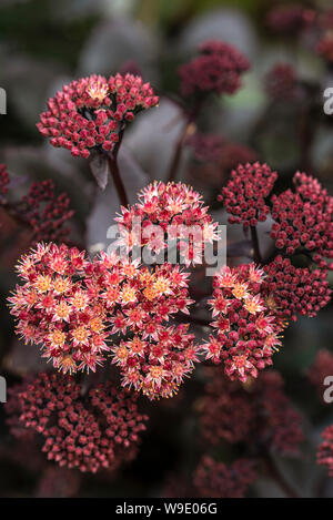 Hylotelephium telephium atropurpureum, Groupe, Purple Emperor, orpine Purple Emperor, Sedum purdyi Purple Emperor. Sedum Purple Emperor. Banque D'Images