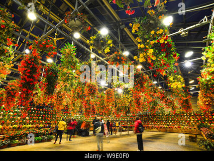 Nagoya, Japon - 16 mars 2018. Floraison de fleurs en serre de Nabana no Sato Parc de nuit à Nagoya, au Japon. Banque D'Images