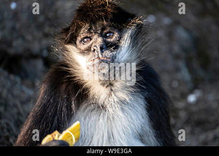 Une araignée mexicaine mange une banane sur Monkey Island dans le lac Catemaco, Mexique. Les singes sauvages et survivre sur cactus main outs de touristes. Lac Catemaco à Catemaco, Veracruz, Mexique. Le lac d'eau douce tropical au centre de la Sierra de Los Tuxtlas, est une destination touristique populaire et connu pour libre allant des singes, la forêt tropicale et de sorcières mexicain connu sous le nom de Brujos. Banque D'Images