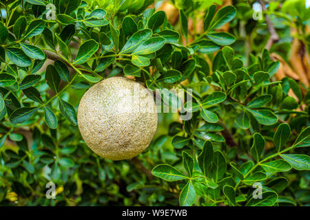 Le bois apple (Limoniaacidissima) est un fruit, qui a d'autres noms comme elephant apple. Banque D'Images