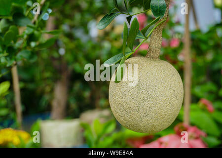 Limoniaacidissima est la seule espèce dans le genre monotypique Limonia. Noms communs en anglais : wood-apple et apple-éléphant. Banque D'Images