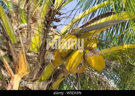 Coco jaune sur un palmier (Ari Atoll, Maldives) Banque D'Images