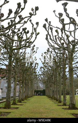 Ligne d'hiver arbres étêtés, Mottisfont Abbey Gardens, Romsey, Hampshire, Royaume-Uni Banque D'Images