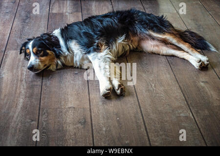 Colley chien portant sur un plancher de bois Banque D'Images