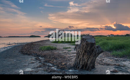 Flamingo Visitor Centre, Parc National des Everglades, Florida, USA - Juillet 14, 2018 : Avis d'une souche d'un arbre dans un beau coucher de soleil en Floride, les Everglades Banque D'Images