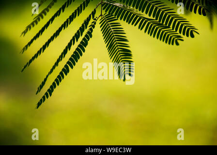 Albizia julibrissin 'Rosea' feuilles au coucher du soleil de rétroéclairage. Fond vert. Communément appelé arbre de soie rose est un arbre à feuilles caduques ou d'arbuste avec vue imprenable Banque D'Images