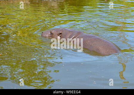 (Hippopotame pygmée Choeropsis liberiensis ou Hexaprotodon liberiensis) dans de l'eau Banque D'Images