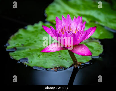 Water Lily, Manitoba, Canada.