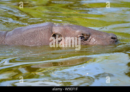 Libre hippopotame pygmée (Choeropsis liberiensis ou Hexaprotodon liberiensis) dans de l'eau Banque D'Images