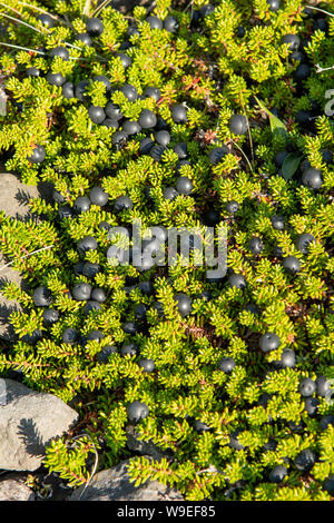 L'Empetrum nigrum, Crowberries Banque D'Images